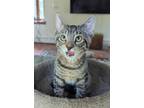 Adopt Lucy a Brown Tabby Domestic Shorthair (short coat) cat in Mullica Hill