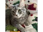 Adopt Olivia Felicia a Domestic Shorthair / Mixed cat in Greenfield