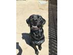 Adopt Puddles a Labrador Retriever / Mixed dog in San Diego, CA (38803715)