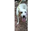 Adopt Louie a English Pointer / Mixed dog in York, SC (38719680)