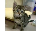 Adopt Crouton a Domestic Shorthair / Mixed cat in Salisbury, MD (38810341)