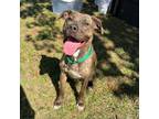 Adopt Batbat a Brown/Chocolate Pit Bull Terrier / Mixed dog in Greensboro