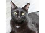 Adopt Glutton a All Black Domestic Shorthair / Mixed cat in Mission