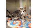 Adopt Franny a Domestic Shorthair / Mixed (short coat) cat in Dickson