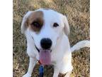 Adopt Sunny a White - with Brown or Chocolate Labrador Retriever / Mixed dog in