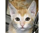 Adopt Bobbert a Orange or Red Domestic Shorthair / Domestic Shorthair / Mixed