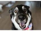 Adopt Rocky a Black - with Gray or Silver German Shepherd Dog / Mixed dog in