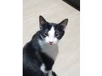 Adopt Princess a Black & White or Tuxedo American Shorthair / Mixed (short coat)