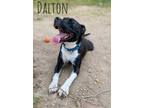 Adopt Dalton a American Staffordshire Terrier / Mixed dog in Saint Robert