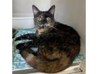 Adopt Snuggy a Domestic Short Hair