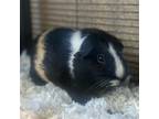 Adopt Cassiopea a Multi Guinea Pig (short coat) small animal in Burlingame