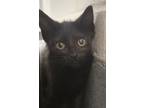 Adopt Poe a Domestic Shorthair / Mixed cat in Sheboygan, WI (38809188)
