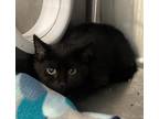Adopt Sting Ray a Domestic Shorthair / Mixed cat in Sheboygan, WI (38809185)