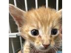Adopt Po a Orange or Red Domestic Shorthair / Mixed cat in Yuma, AZ (38809144)