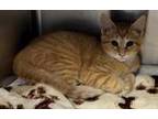 Adopt Macadamia a Orange or Red Tabby American Shorthair (short coat) cat in