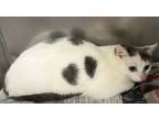 Adopt Ladybug a White (Mostly) American Shorthair (short coat) cat in