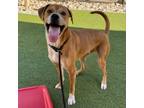 Adopt Rudy a Brown/Chocolate Mixed Breed (Large) / Mixed dog in Phoenix