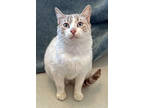 Adopt Squeak a Cream or Ivory Domestic Shorthair / Domestic Shorthair / Mixed