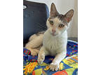 Adopt Dragon a White Domestic Shorthair / Domestic Shorthair / Mixed cat in