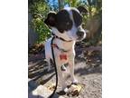 Adopt HUGO a White - with Black Terrier (Unknown Type, Medium) / Mixed dog in