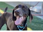 Adopt Coupe a Brown/Chocolate - with White German Shorthaired Pointer / Mixed