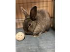 Adopt Flower a Dwarf / Mixed rabbit in Errington, BC (38654408)