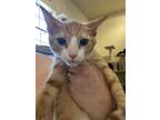 Adopt Abel a Orange or Red (Mostly) Domestic Shorthair / Mixed (short coat) cat