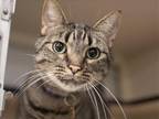 Adopt VADER a Brown or Chocolate Domestic Mediumhair / Mixed (medium coat) cat