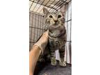 Adopt Paula Abdul (motto: 'Forever Your Girl') a Brown Tabby Domestic Shorthair