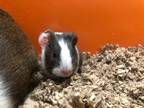 Adopt Sweetpea a Guinea Pig small animal in Orillia, ON (38808070)