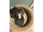 Adopt Mickey and Will a Gray or Blue (Mostly) Domestic Shorthair (short coat)