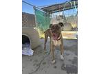 Adopt ADDIE a Pit Bull Terrier / Boxer / Mixed dog in Chico, CA (38767445)