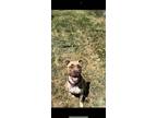 Adopt ADDIE a Pit Bull Terrier / Boxer / Mixed dog in Chico, CA (38767445)