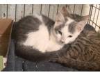 Adopt Dellie-kitten a Gray or Blue (Mostly) Domestic Shorthair / Mixed (short