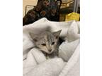 Adopt Botty-kitten a Calico or Dilute Calico Domestic Shorthair / Mixed (short