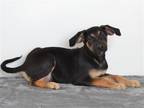 Adopt LESTAT a Black Labrador Retriever / Australian Cattle Dog / Mixed dog in