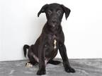 Adopt MARIUS a Black Labrador Retriever / Australian Cattle Dog / Mixed dog in