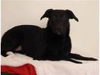 Adopt ARMAND a Black Labrador Retriever / Australian Cattle Dog / Mixed dog in