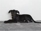 Adopt PUDDIN a Black Labrador Retriever / Australian Cattle Dog / Mixed dog in