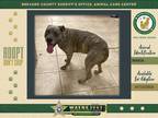 Adopt Star Shine a Mixed Breed (Medium) / Mixed dog in Melbourne, FL (38807627)