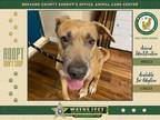 Adopt Crosby a Mixed Breed (Medium) / Mixed dog in Melbourne, FL (38807625)