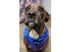 Adopt Max a Boxer / Shepherd (Unknown Type) / Mixed dog in Lexington