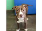 Adopt Thatcher a Pit Bull Terrier / Mixed dog in Lexington, KY (38807601)