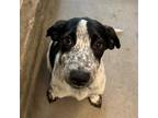 Adopt Freckles a Mixed Breed (Medium) / Mixed dog in Rancho Santa Fe