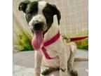 Adopt Lotus a Mixed Breed (Medium) / Mixed dog in Rancho Santa Fe, CA (38807144)