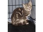 Adopt Slate a Gray, Blue or Silver Tabby Domestic Shorthair / Mixed (short coat)