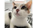 Adopt Frena a White Domestic Shorthair / Mixed cat in St Paul, MN (38806860)