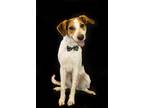 Adopt Jameson meet 9/15 a Tricolor (Tan/Brown & Black & White) Treeing Walker