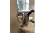 Adopt Macy Gray a Gray, Blue or Silver Tabby Domestic Mediumhair / Mixed (medium