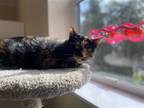 Adopt Rosie a Calico or Dilute Calico Domestic Shorthair / Mixed (short coat)